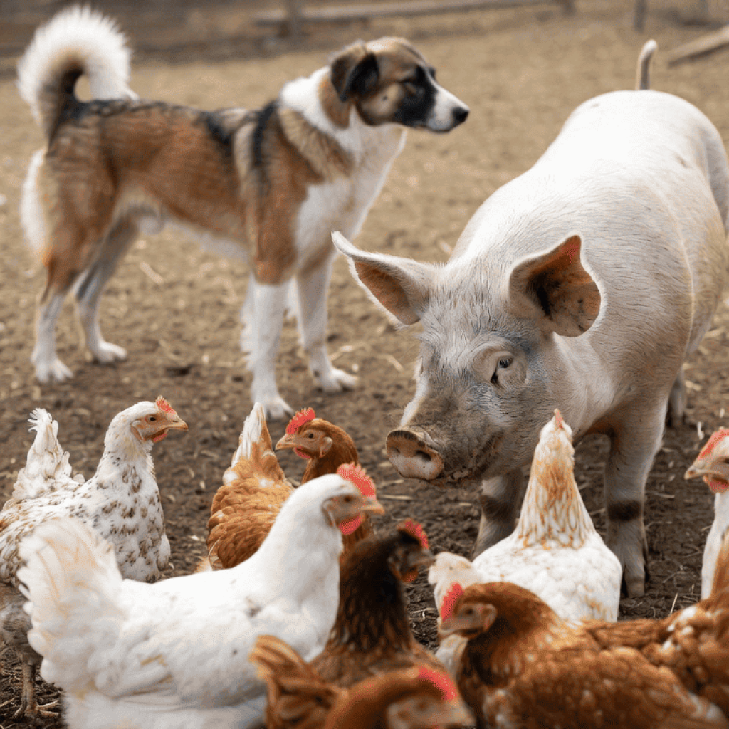 téléchargement-porc-chien-poule (1)
